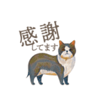 犬と猫の使える敬語スタンプ（個別スタンプ：37）