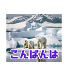 リアル☆温暖化に耐える白熊の親子（個別スタンプ：3）