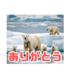 リアル☆温暖化に耐える白熊の親子（個別スタンプ：8）