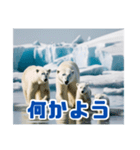 リアル☆温暖化に耐える白熊の親子（個別スタンプ：11）