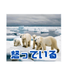 リアル☆温暖化に耐える白熊の親子（個別スタンプ：28）