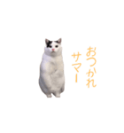 動く！躍る猫ミーム(パート16)（個別スタンプ：2）