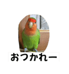 コザクラインコのうめちゃん4（個別スタンプ：1）