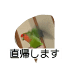 コザクラインコのうめちゃん4（個別スタンプ：3）