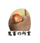 コザクラインコのうめちゃん4（個別スタンプ：4）