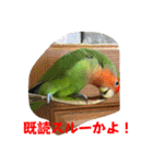 コザクラインコのうめちゃん4（個別スタンプ：8）