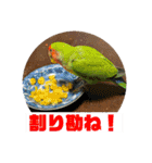 コザクラインコのうめちゃん4（個別スタンプ：12）