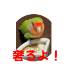 コザクラインコのうめちゃん4（個別スタンプ：13）