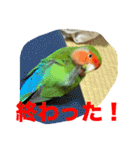 コザクラインコのうめちゃん4（個別スタンプ：15）