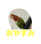 コザクラインコのうめちゃん4（個別スタンプ：21）