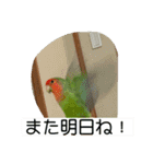 コザクラインコのうめちゃん4（個別スタンプ：22）