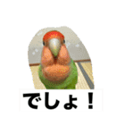 コザクラインコのうめちゃん4（個別スタンプ：25）