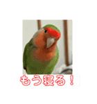 コザクラインコのうめちゃん4（個別スタンプ：26）