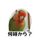 コザクラインコのうめちゃん4（個別スタンプ：31）