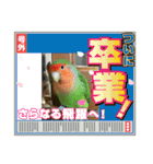 コザクラインコのうめちゃん4（個別スタンプ：33）