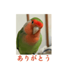 コザクラインコのうめちゃん3−1（個別スタンプ：1）