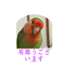 コザクラインコのうめちゃん3−1（個別スタンプ：3）