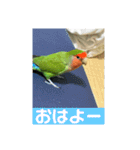 コザクラインコのうめちゃん3−1（個別スタンプ：5）