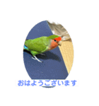 コザクラインコのうめちゃん3−1（個別スタンプ：6）