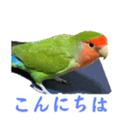 コザクラインコのうめちゃん3−1（個別スタンプ：7）