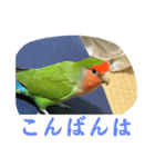 コザクラインコのうめちゃん3−1（個別スタンプ：8）