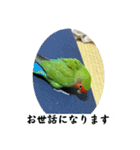 コザクラインコのうめちゃん3−1（個別スタンプ：10）