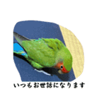 コザクラインコのうめちゃん3−1（個別スタンプ：11）