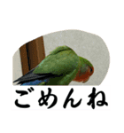 コザクラインコのうめちゃん3−1（個別スタンプ：14）