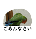 コザクラインコのうめちゃん3−1（個別スタンプ：15）