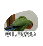 コザクラインコのうめちゃん3−1（個別スタンプ：16）