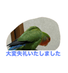 コザクラインコのうめちゃん3−1（個別スタンプ：17）