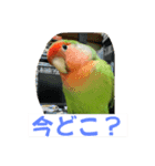 コザクラインコのうめちゃん3−1（個別スタンプ：18）