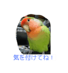 コザクラインコのうめちゃん3−1（個別スタンプ：19）