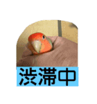 コザクラインコのうめちゃん3−1（個別スタンプ：22）