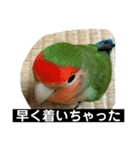 コザクラインコのうめちゃん3−1（個別スタンプ：23）