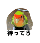 コザクラインコのうめちゃん3−1（個別スタンプ：25）