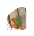 コザクラインコのうめちゃん3−1（個別スタンプ：26）