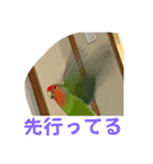 コザクラインコのうめちゃん3−1（個別スタンプ：27）