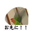 コザクラインコのうめちゃん3−1（個別スタンプ：29）