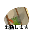 コザクラインコのうめちゃん3−1（個別スタンプ：30）