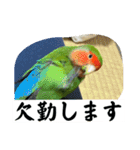 コザクラインコのうめちゃん3−1（個別スタンプ：31）