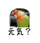 コザクラインコのうめちゃん3−1（個別スタンプ：32）