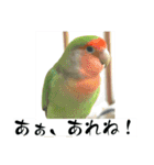 コザクラインコのうめちゃん3−1（個別スタンプ：33）