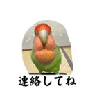 コザクラインコのうめちゃん3−1（個別スタンプ：34）