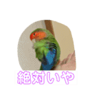 コザクラインコのうめちゃん3−1（個別スタンプ：35）