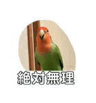 コザクラインコのうめちゃん3−1（個別スタンプ：36）