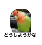 コザクラインコのうめちゃん3−1（個別スタンプ：37）