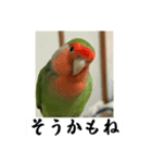 コザクラインコのうめちゃん3−1（個別スタンプ：38）