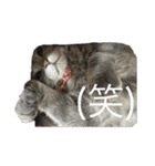 海鮮猫の日常（個別スタンプ：12）