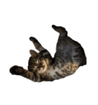 海鮮猫の日常（個別スタンプ：13）